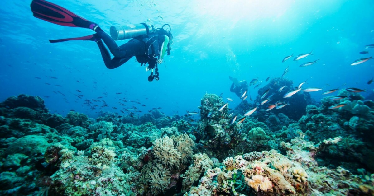 Two Tank Kona Scuba Dive Adventure Tours Hawaii