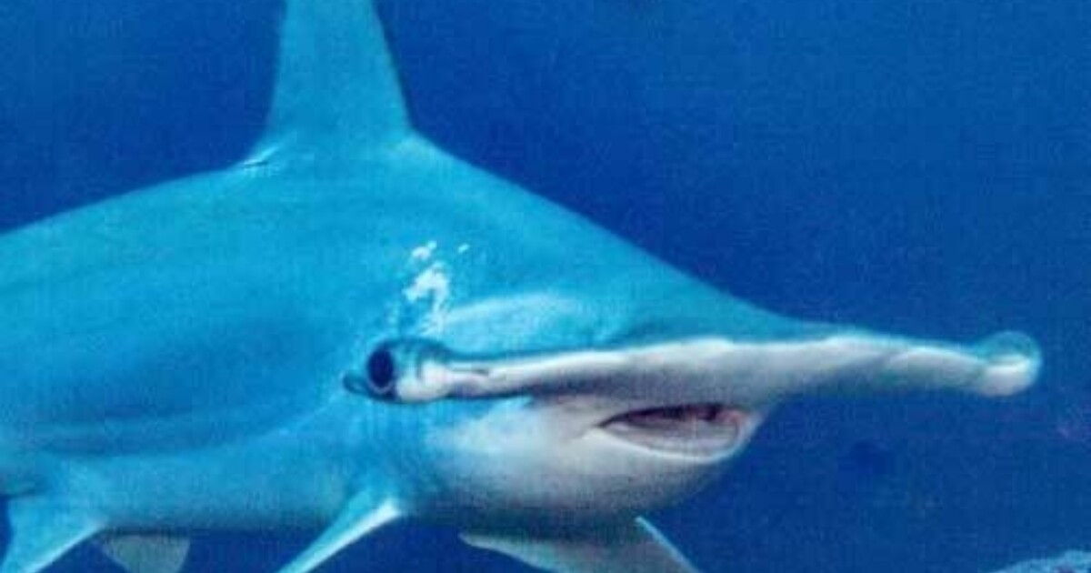 Hammerhead Shark Scuba Dive on Molokai Adventure Tours Hawaii