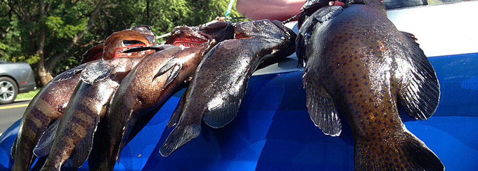 Learn to Spearfish - Adventure Tours Hawaii