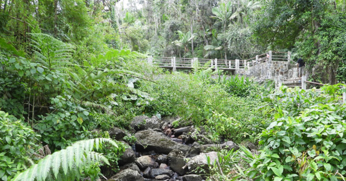 Guided Tour of the Rainforest in Puerto Rico Adventure Tours