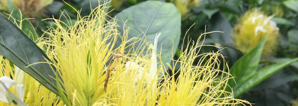 Great Botanical Gardens Of The World Travel  Leisure